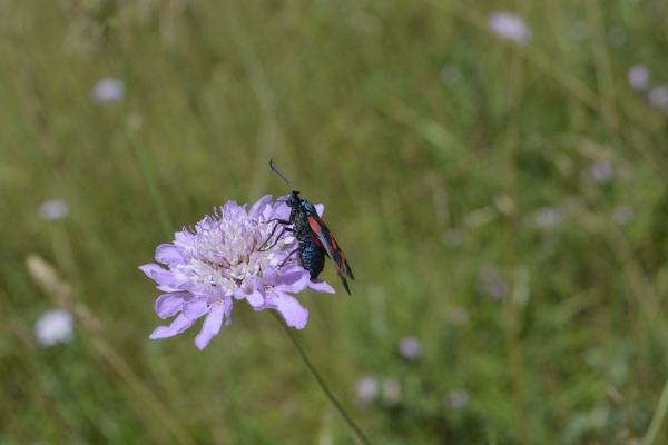 Insectes dans les&nbsp;prés…