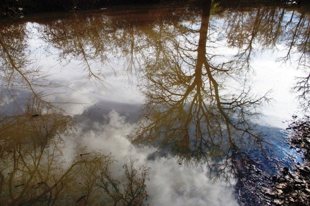 Le petit bois de&nbsp;Galembrun